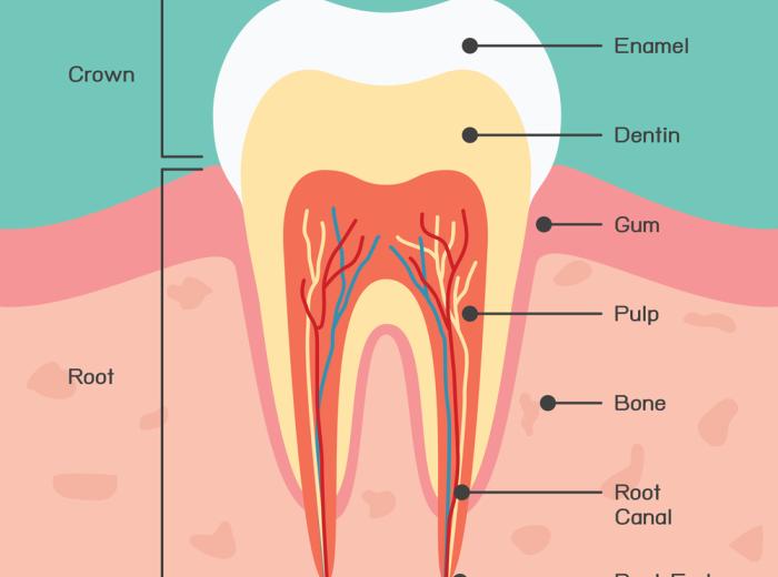 What Are Teeth Made Of?