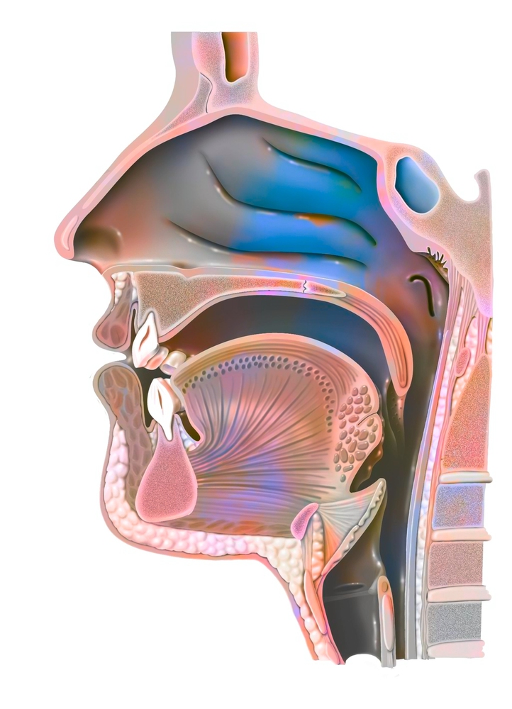 Anatomy of nasopharynx with nasal cavity, oral cavity. .