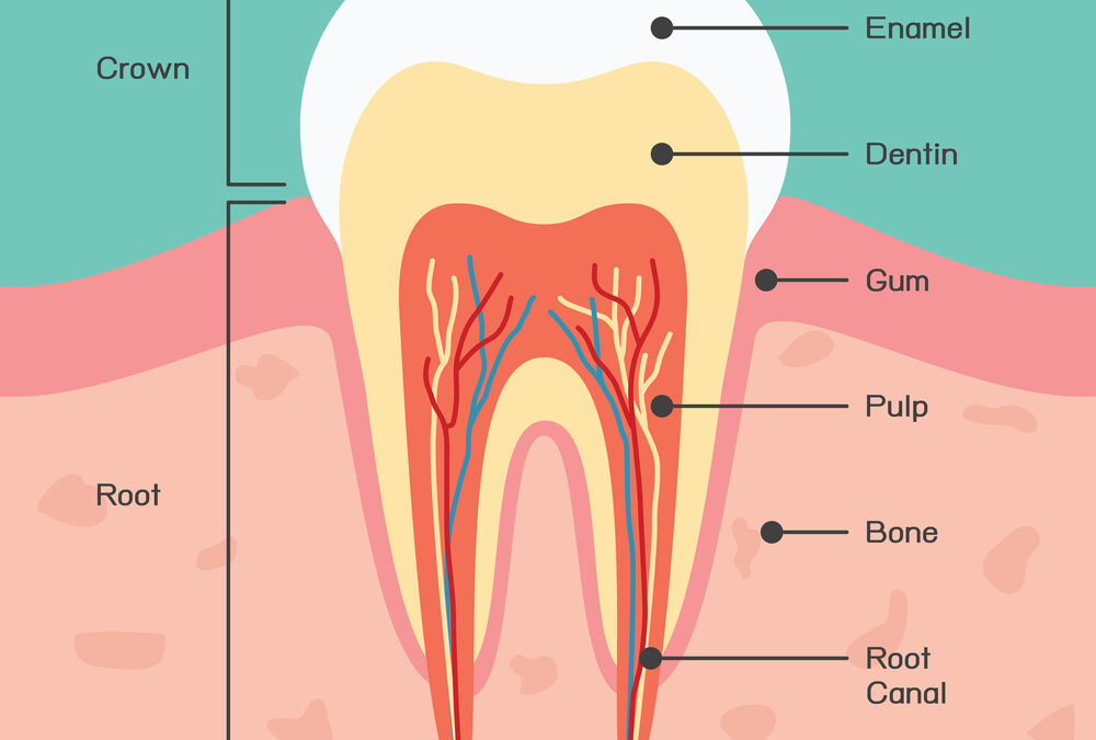 What Are Teeth Made Of?