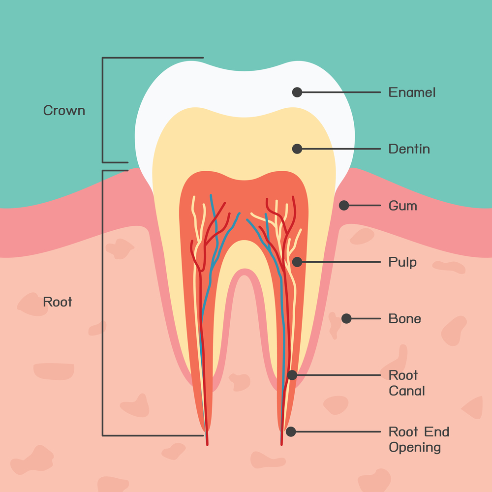 Cross‑section of a tooth showing enamel, dentin, pulp, gum, bone, root canal, root end opening, crown and root labeled for learning.